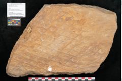 Foto (Objekt + Etikett) von Lepidodendron aculeatum St. (NHMW-GEO-2024-0188-11017)